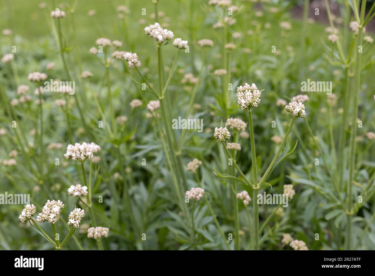 Valeriana phu. Banque D'Images