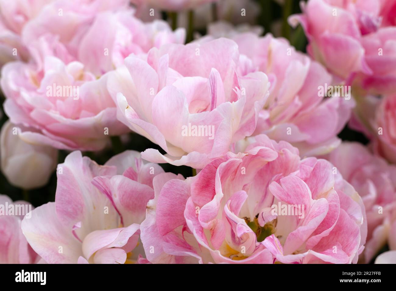 Tulipa 'Angélique' double fleurs de tulipe tardive. Banque D'Images