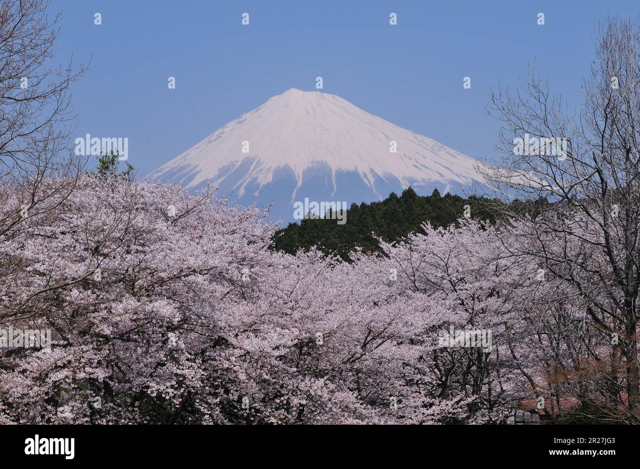 Fuji et cerisiers en fleurs Banque D'Images