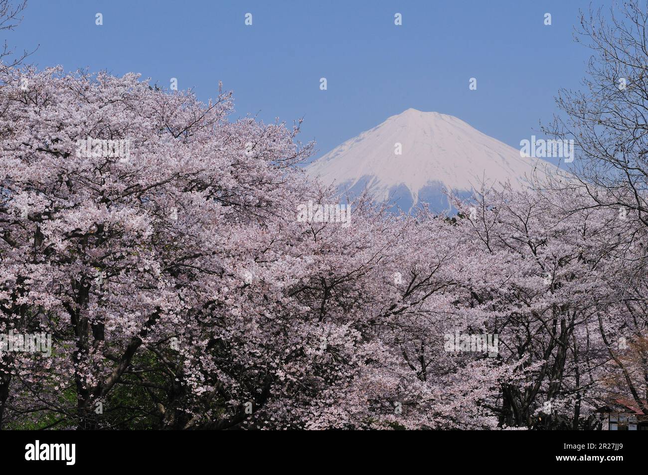 Fuji et cerisiers en fleurs Banque D'Images