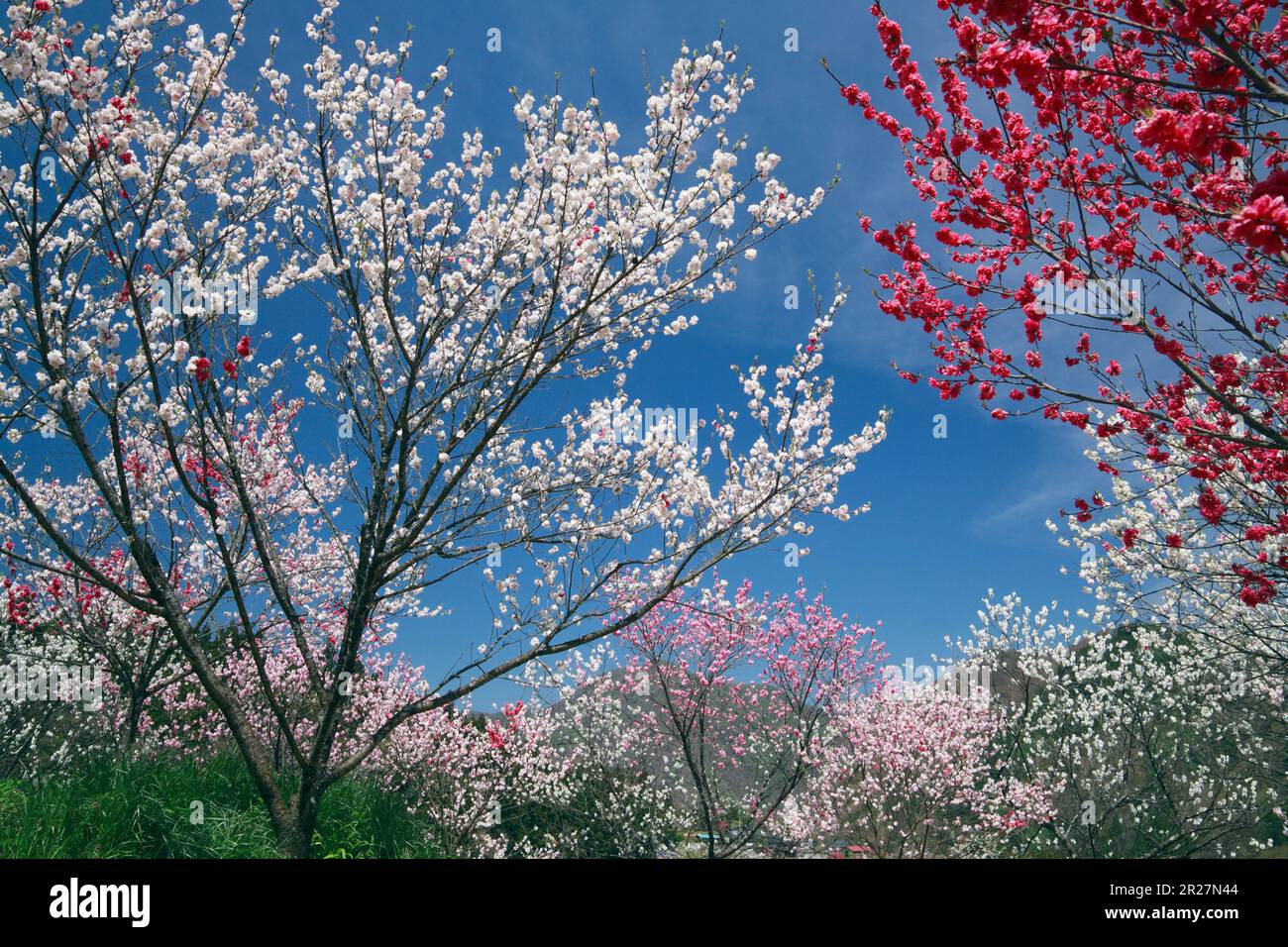 Sonohara Hanamomo no Sato’s Hana Peach Banque D'Images