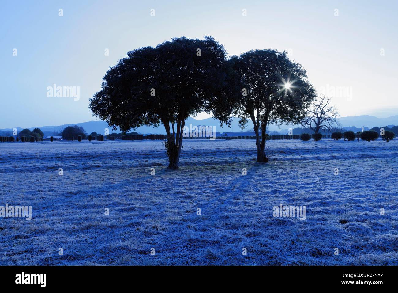 Site du palais Heizeikyu, arbres, soleil du matin et gel Banque D'Images