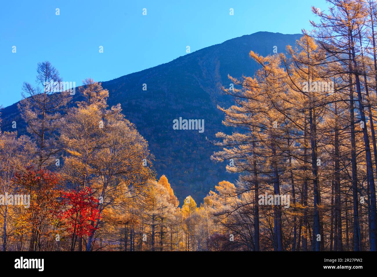 Feuilles d'automne de mélèze japonais Banque D'Images