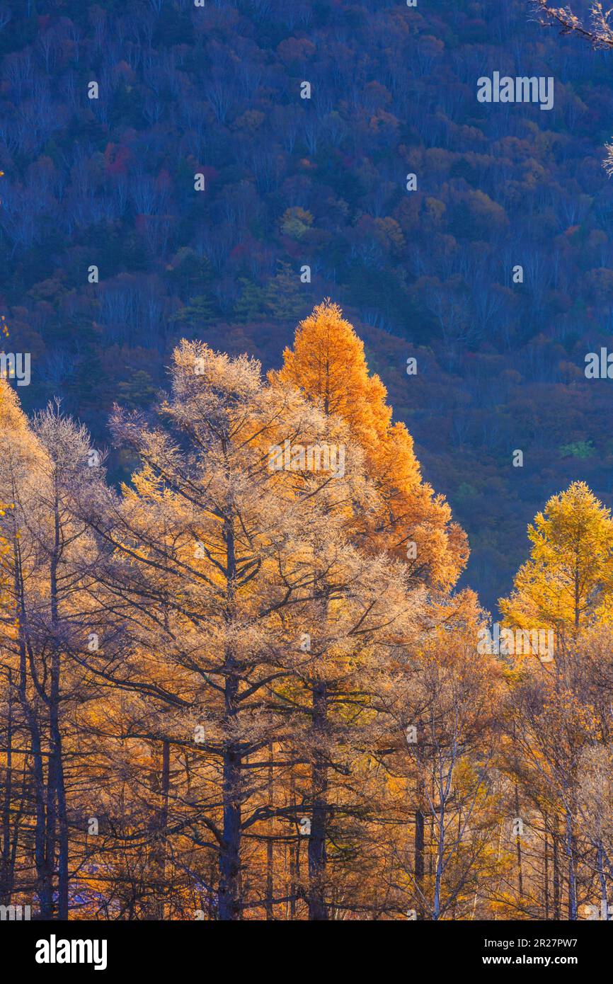 Feuilles d'automne de mélèze japonais Banque D'Images