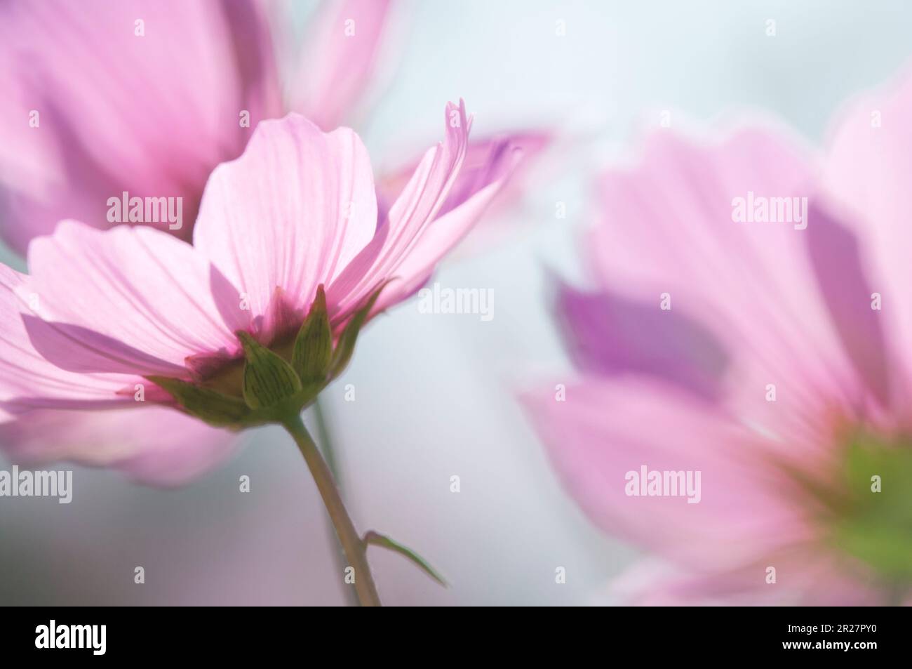 Cosmos Banque D'Images