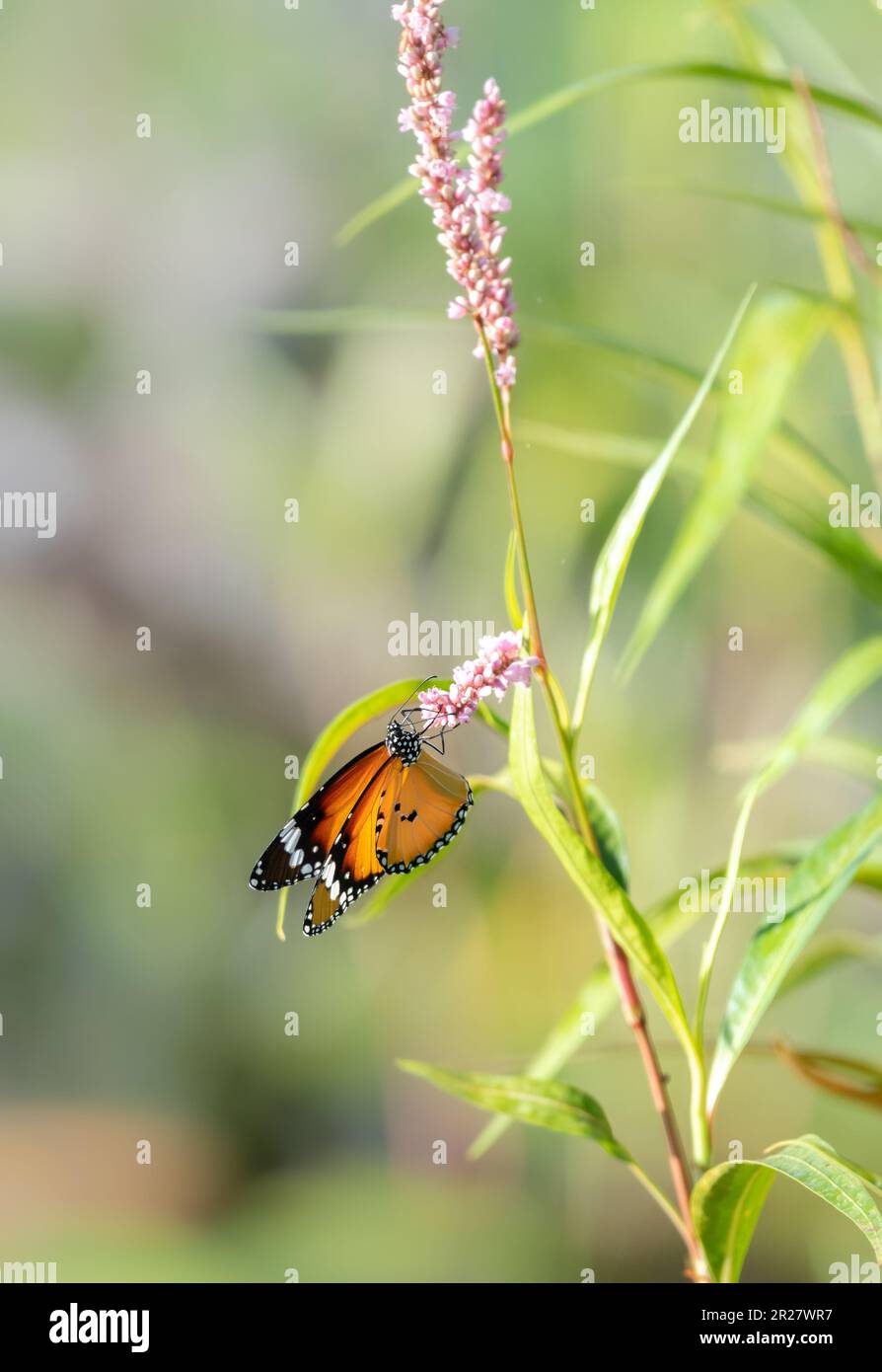 Beau papillon et les fleurs sauvages, papillon tigre simple buvant le nectar. Banque D'Images