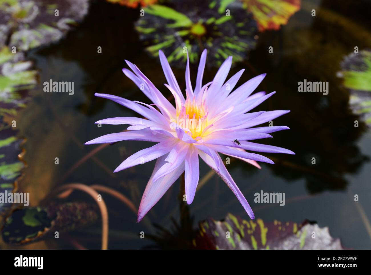 Un beau Lotus égyptien. Banque D'Images