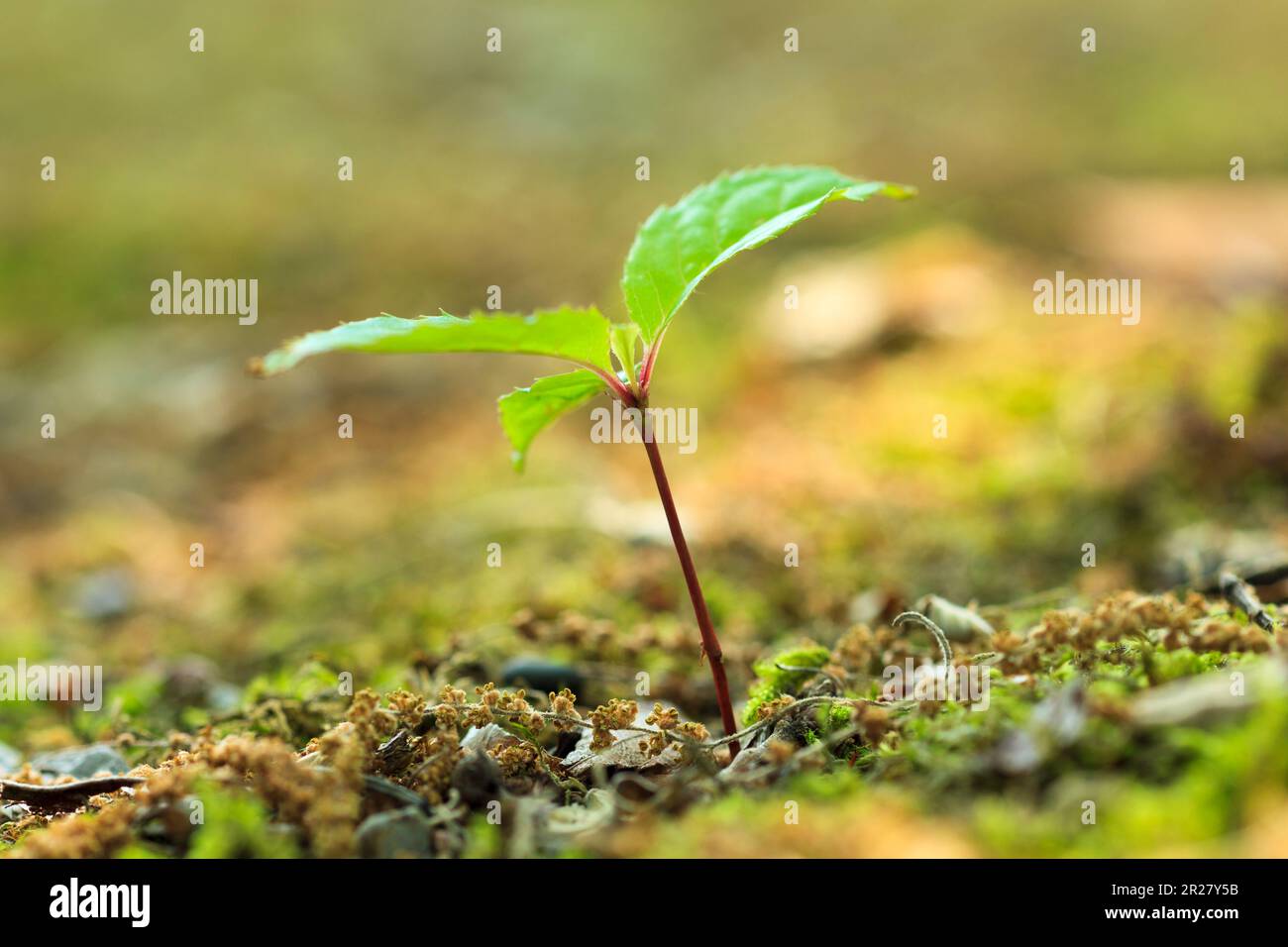 Pousses de hêtre Banque D'Images