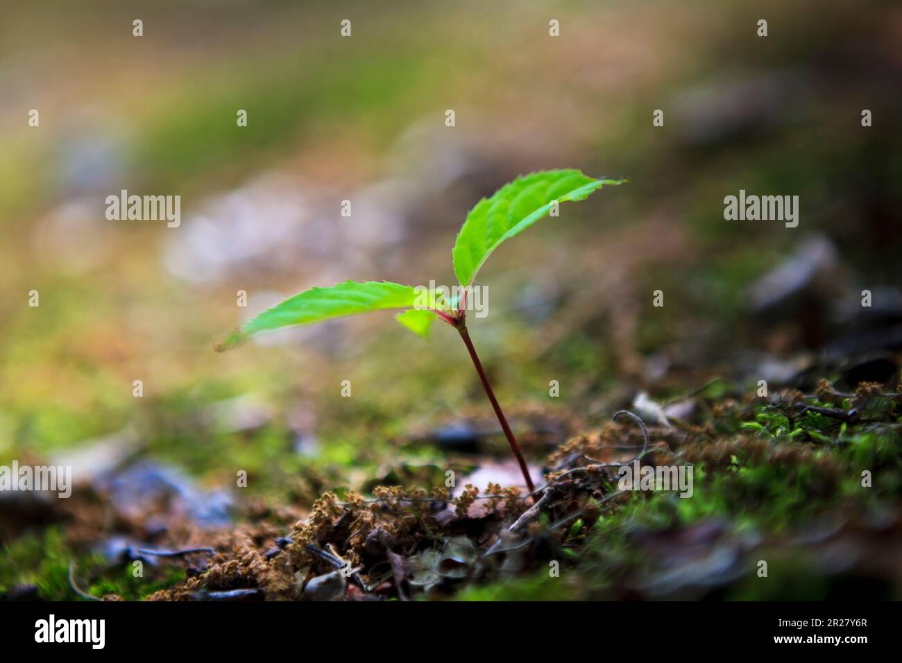 Pousses de hêtre Banque D'Images
