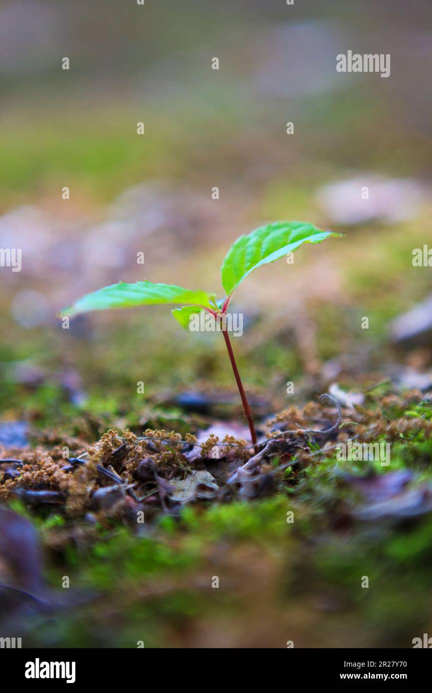 Pousses de hêtre Banque D'Images