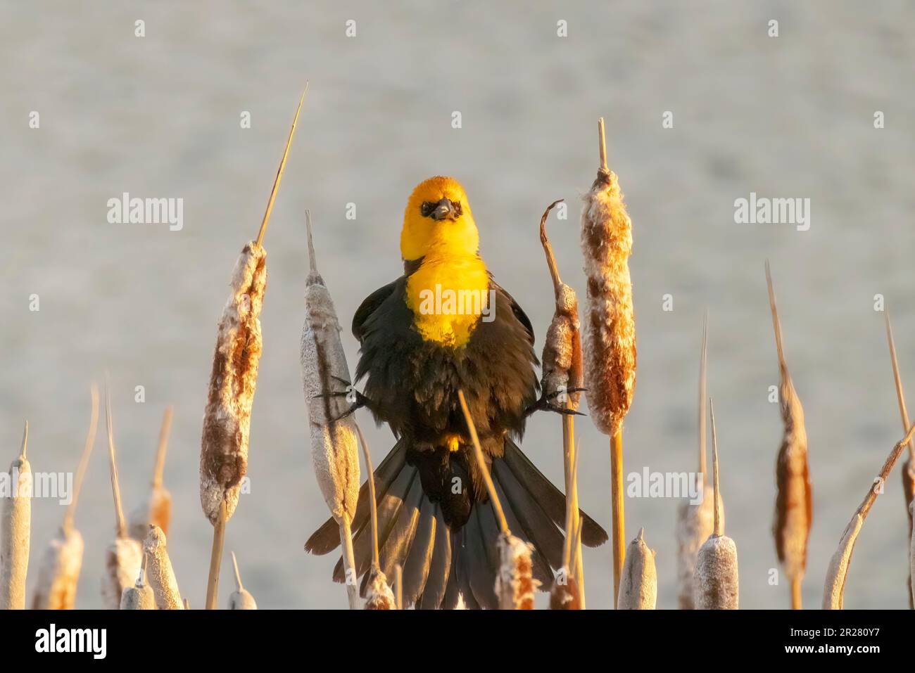 Un blackbird mâle à tête jaune. Un blackbird de taille moyenne avec une tête jaune. Banque D'Images