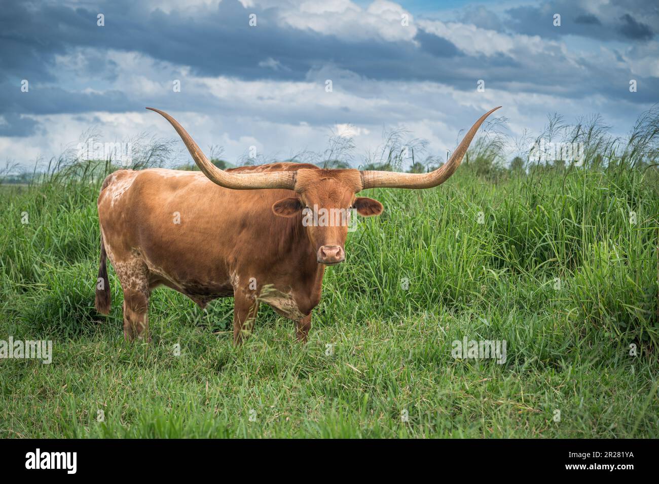 Texas Longhorn bovins debout à flanc large dans un enclos vert riche et long gazé sur les plateaux d'Atherton dans l'extrême nord du Queensland en Australie. Banque D'Images