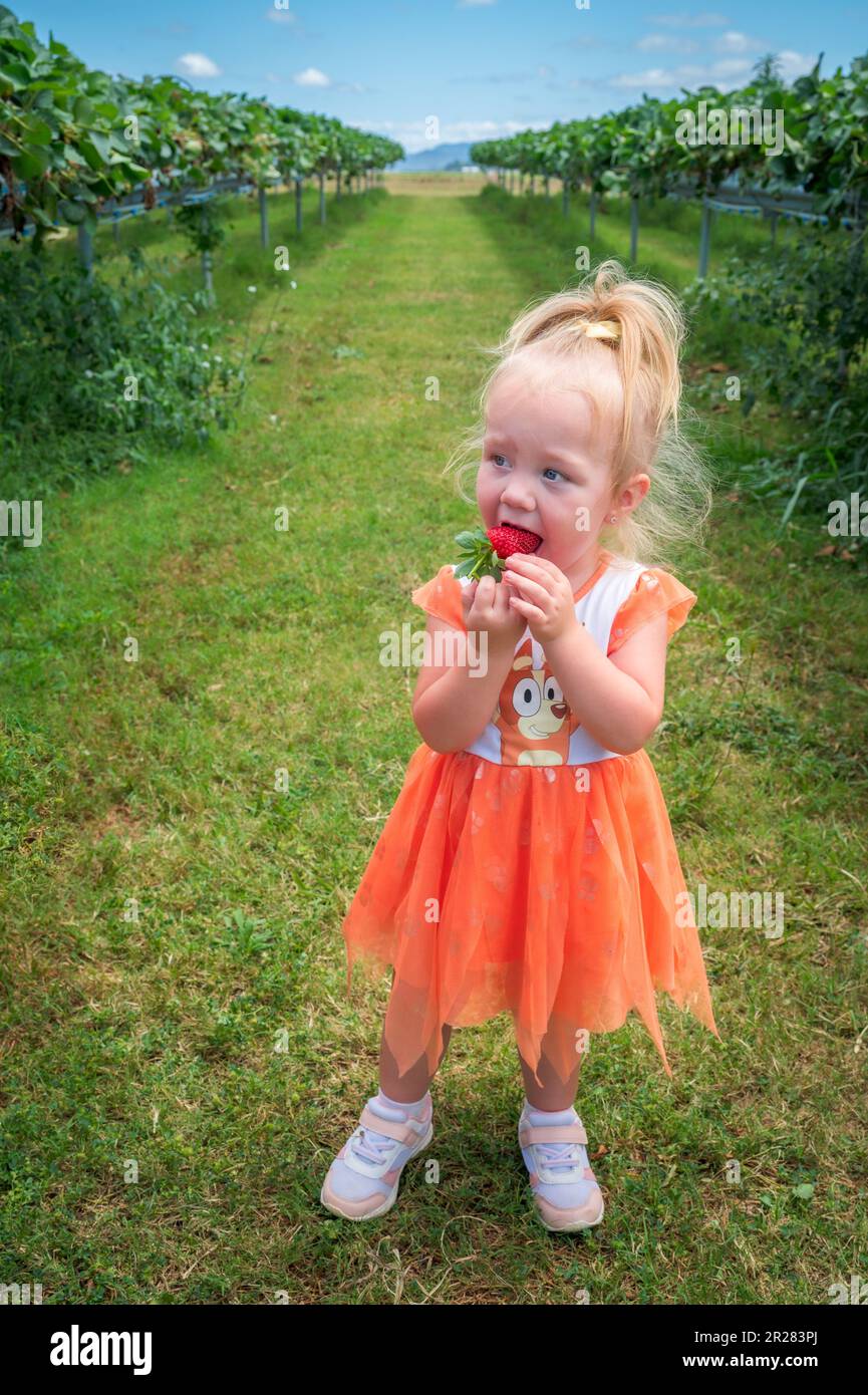 Une jeune fille en robe brillante mange une fraise mûre en se tenant entre les rangs d'une ferme dans les Tablelnds d'Atherton en Australie. Banque D'Images