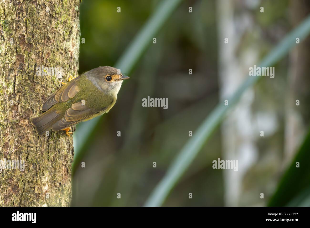 Un seul Robin jaune pâle s'accroche à l'écorce de l'arbre, regardant de côté la caméra tout en cherchant de la nourriture à Hasties Swamp, Atherton, Queensland, Australie. Banque D'Images
