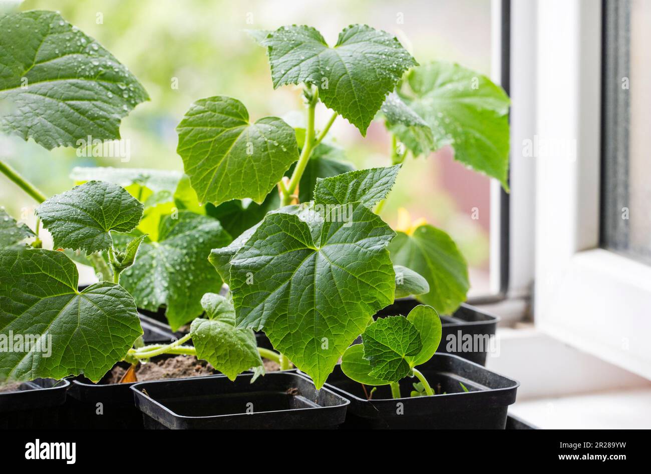 cultivez des semis de jeunes concombres variétaux dans des pots avant des planter sur le rebord de la fenêtre Banque D'Images