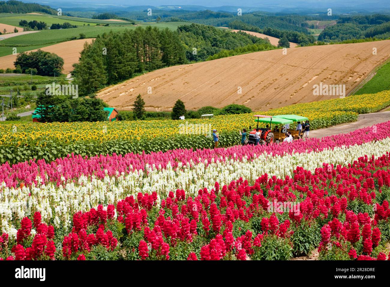 Jardin fleuri de la colline de Shikisai Banque D'Images