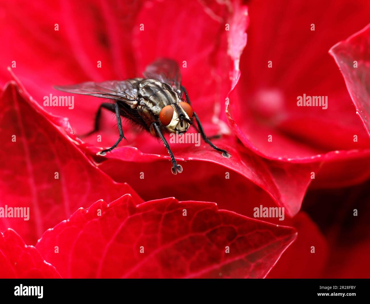 gros plan de la mouche à chair, sarcophagidae sur la fleur rouge Banque D'Images