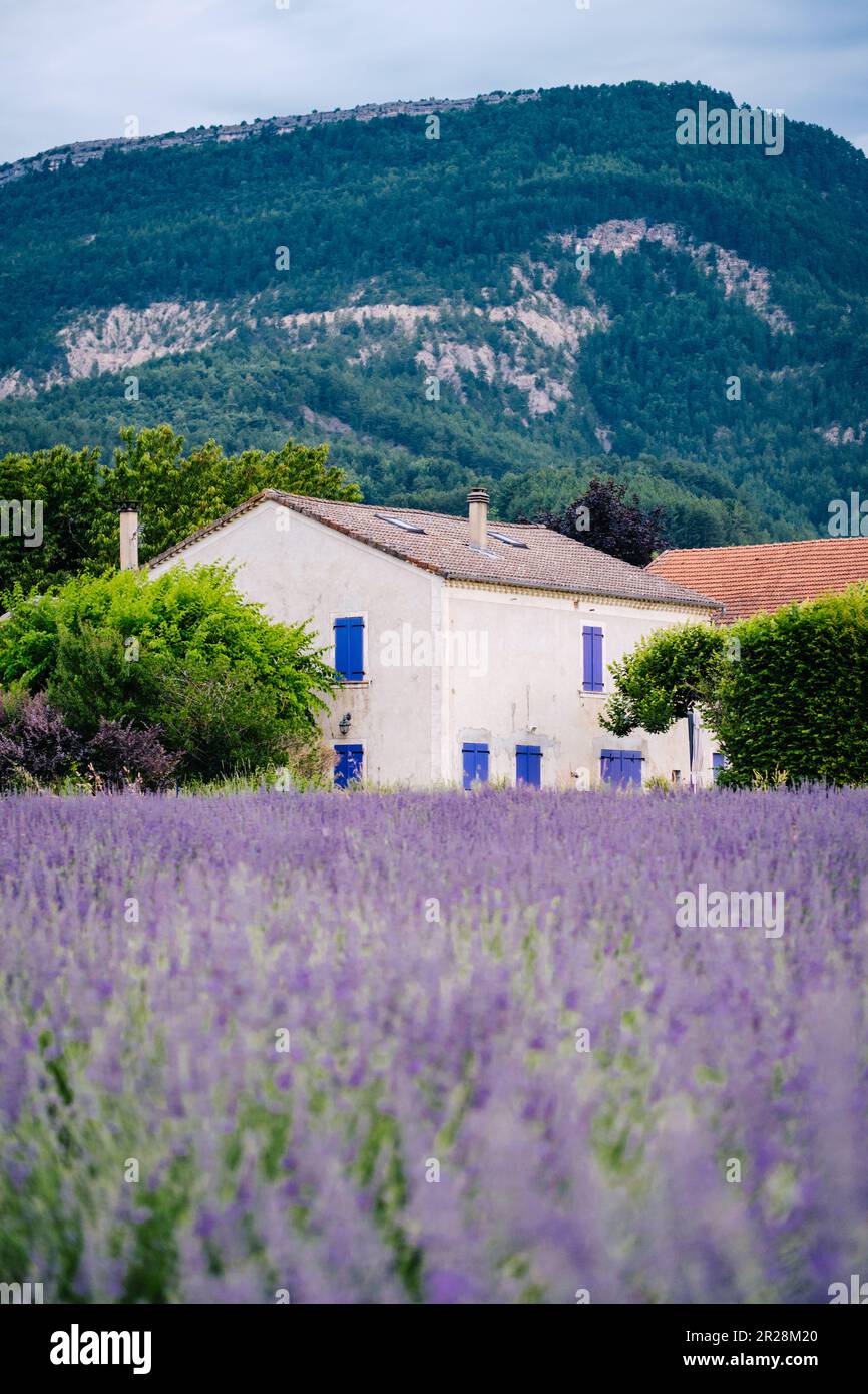 Ferme aux volets violets au milieu des champs de lavande dans le sud de la France (Drôme) Banque D'Images