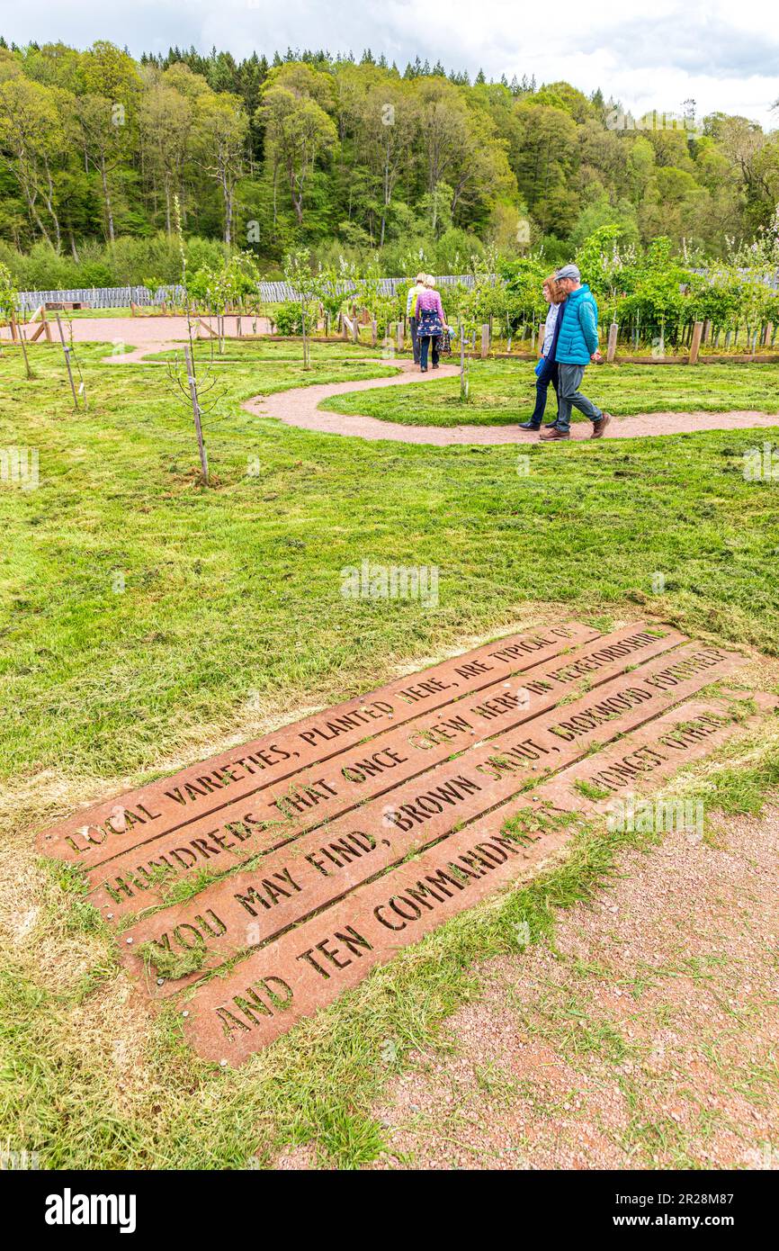 Nouveaux vergers plantés de variétés locales d'arbres fruitiers en 2019 à Lower Brockhampton Manor House près de Bromyard, Herefordshire, Angleterre Banque D'Images