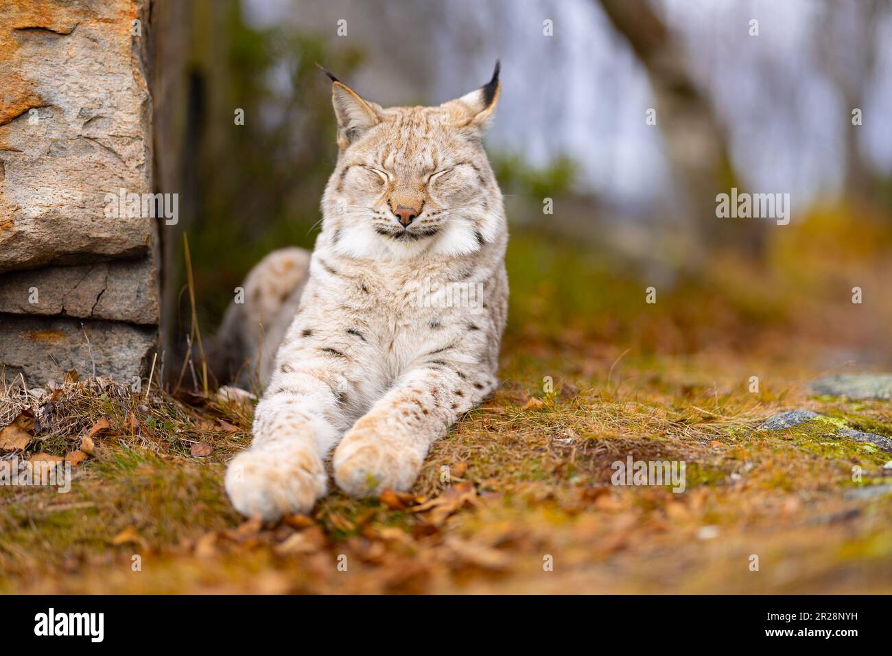 Lynx eurasien reposant dans la forêt en été Banque D'Images