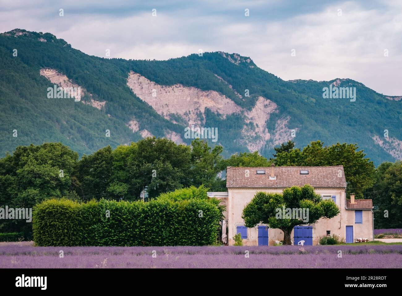 Ferme aux volets violets au milieu des champs de lavande dans le sud de la France (Drôme) Banque D'Images