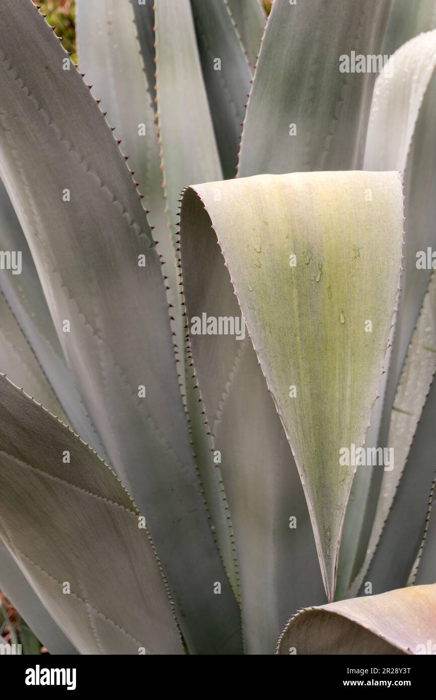 Gros plan sur la texture des feuilles d'aloès Vera Banque D'Images