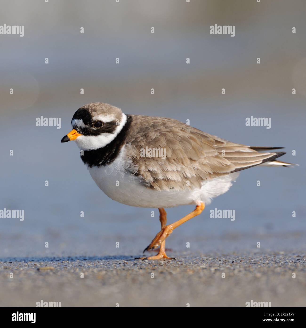 Grand Pluvier annelé / Pluvier annelé commun / Sandregenpfeifer ( Charadrius hiaticula ) trébuchant le long de la ligne de drift, la faune, l'Europe. Banque D'Images