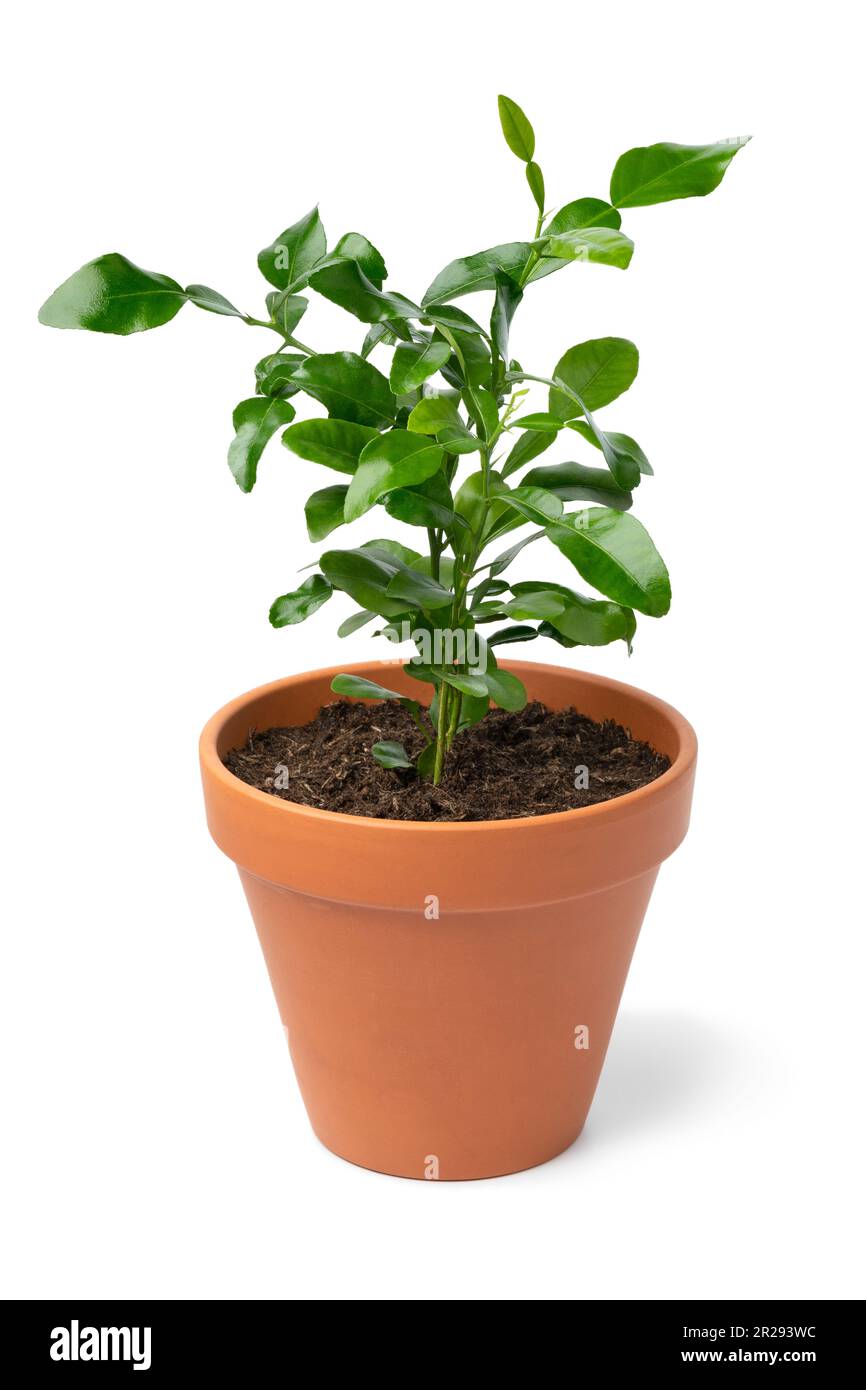 Plante en pot d'agrumes hystrix isolée sur fond blanc Banque D'Images