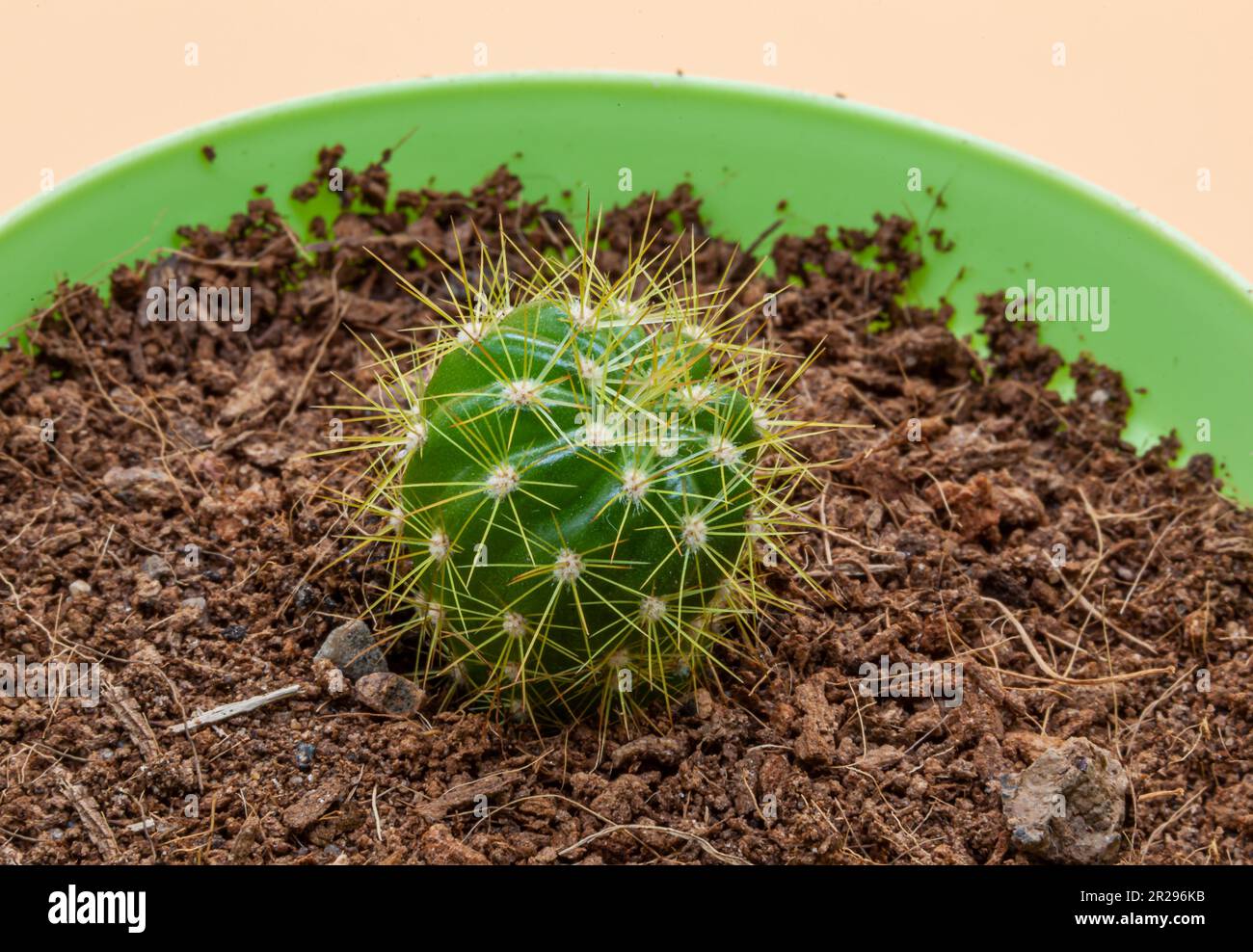 Cactus vert dans un pot avec terre sur fond pêche. Aiguilles longues jaunes sur cactus. Macrophotographie. Photo de haute qualité. Banque D'Images