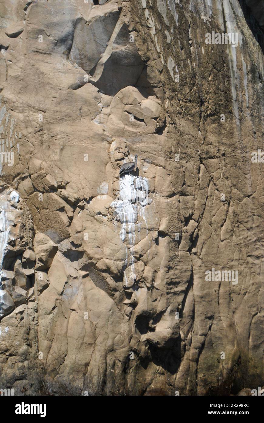 Mur de Pantalones de Darwin, pantalon de Darwin, Cerro Brujo, un pélican brun au centre. Île de San Cristobal. Îles Galapagos, Équateur Banque D'Images