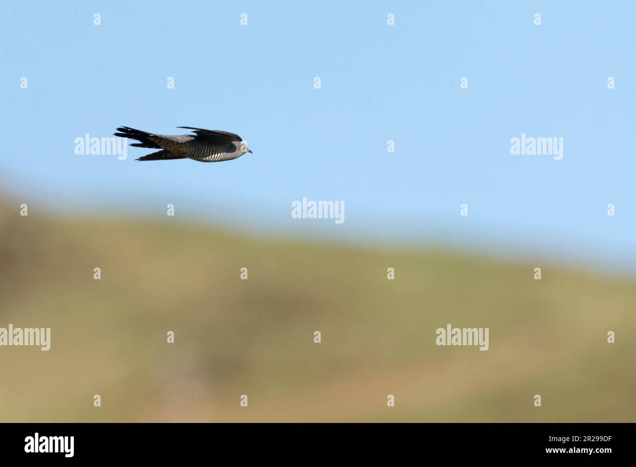 Mâle Cuckoo (Cuculus canorus) en vol sur l'île de Mull, en Écosse Banque D'Images