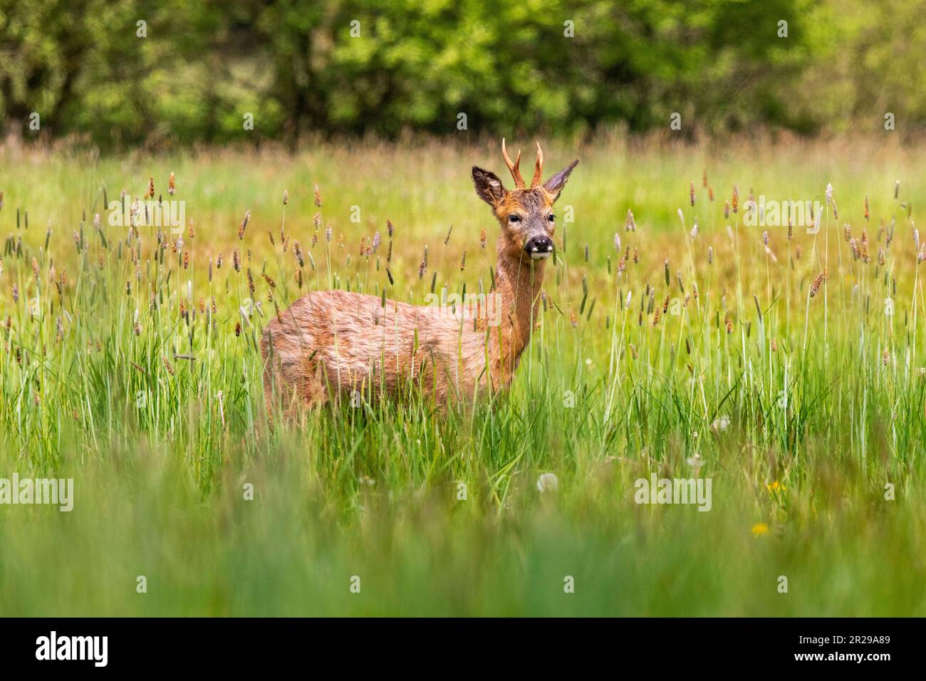 Un jeune buck de roe se nourrissant dans un pré au printemps, Norfolk Banque D'Images