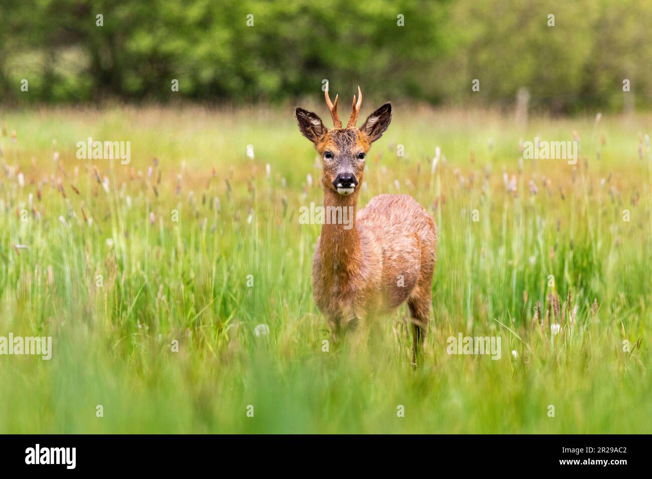 Un jeune buck s'approche du photographe dans un pré au printemps, Norfolk Banque D'Images