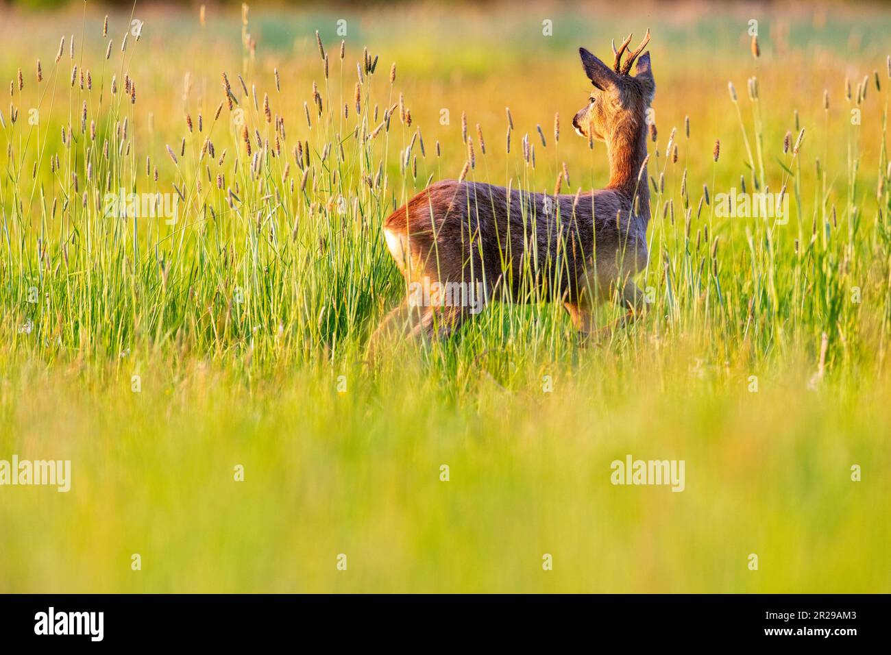Un jeune buck de roe regarde une paire de cerfs rutting appréhensivement dans un pré au coucher du soleil pendant le printemps, Norfolk Banque D'Images