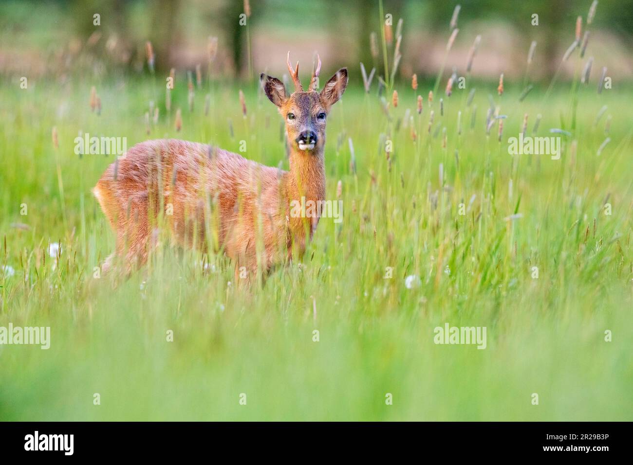 Un jeune buck s'approche du photographe dans un pré au printemps, Norfolk Banque D'Images
