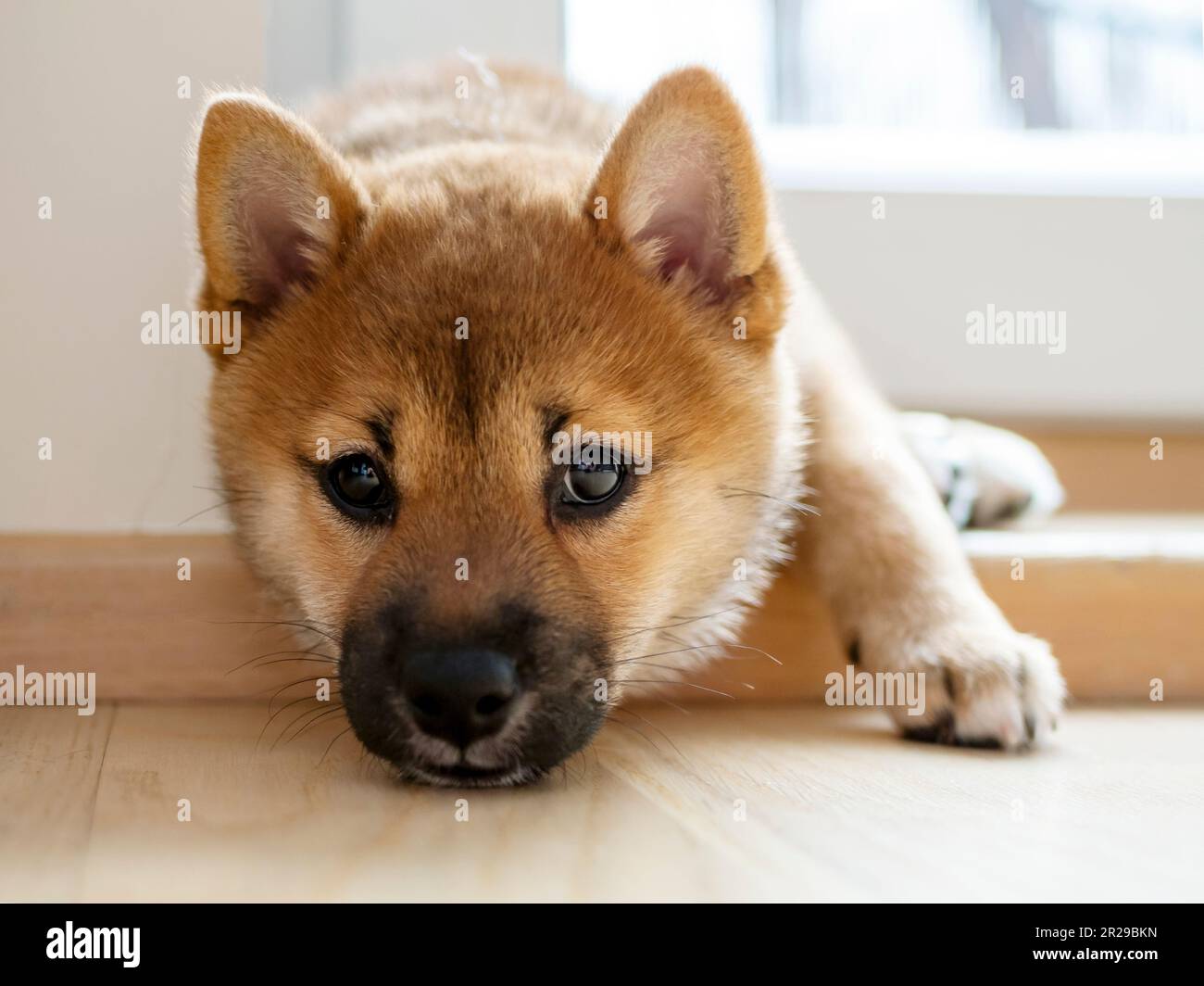 Portrait du chien mignon Shiba Inu petit, chiot, gros plan. Dogecoin.  Portrait de sourire de chien japonais aux cheveux rouges. Couleur  lumineuse, crypto-monnaie, monnaie électronique. Photo de haute qualité  pour carte postale