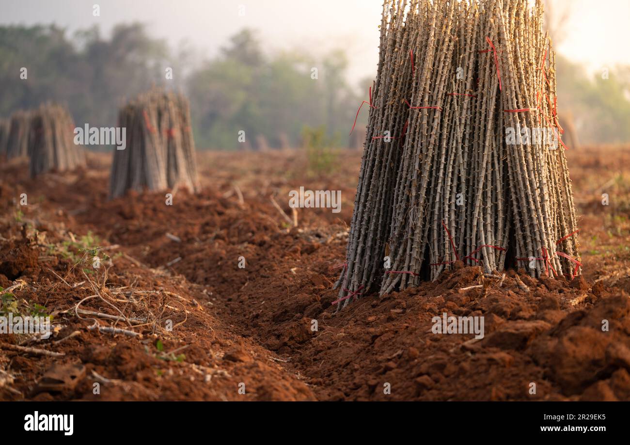 Ferme de manioc. Champ de plante de manioc ou de tapioca. Faisceau d'arbres de manioc dans la ferme de manioc. Le champ labouré pour la plantation des récoltes. Agriculture durable. Banque D'Images