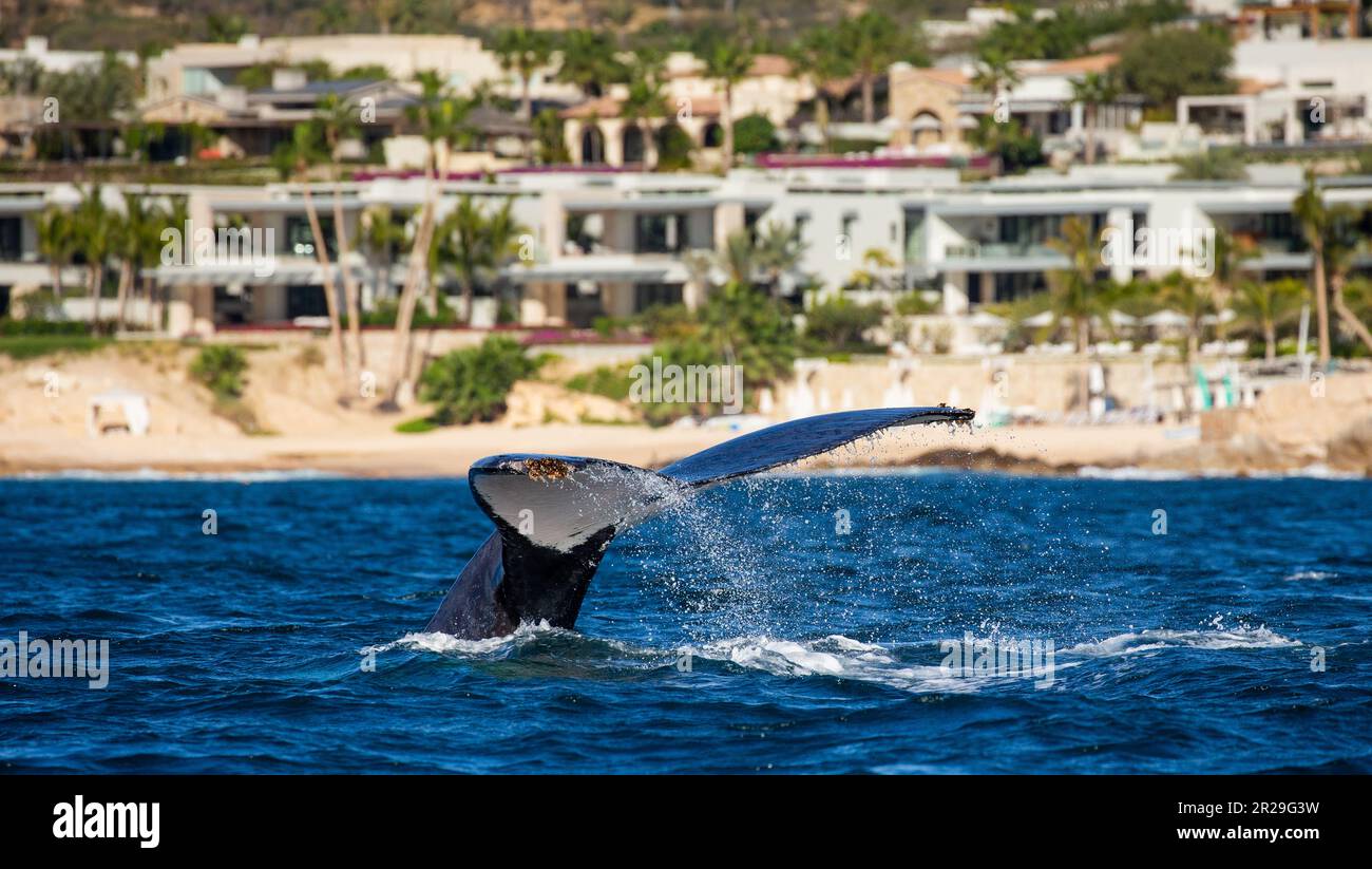 Queue de la baleine à bosse (Megaptera novaeangliae) sur le fond de la côte mexicaine. Mexique. Mer de Cortez. Péninsule de Californie. Banque D'Images