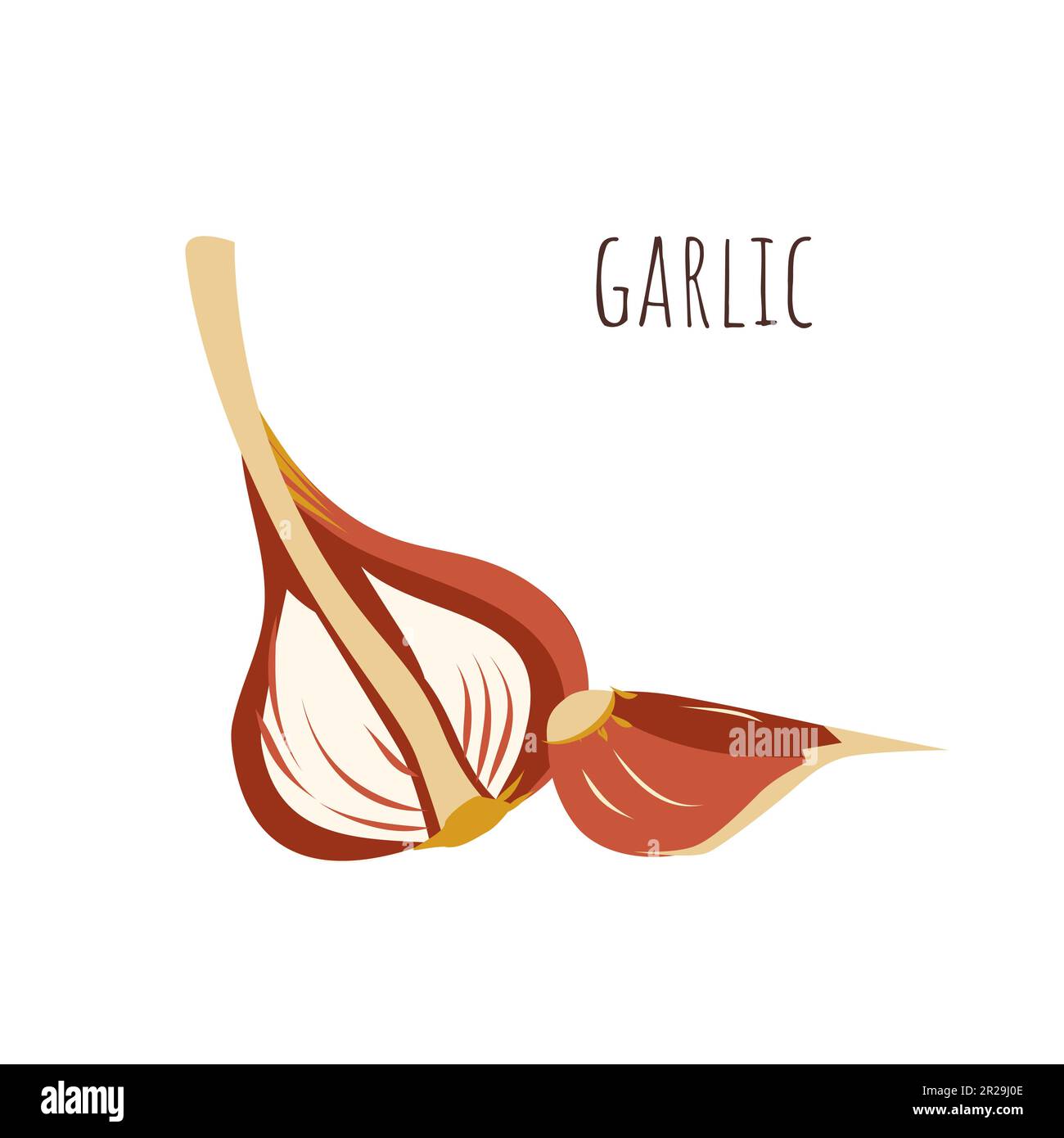 Carte flash à l'ail. Tête tirée à la main et gousse d'ail pour l'éducation, vocabulaire, recettes, nourriture écologique saine, carte nationale de jour d'ail, suplement. Illustration vectorielle. Illustration de Vecteur