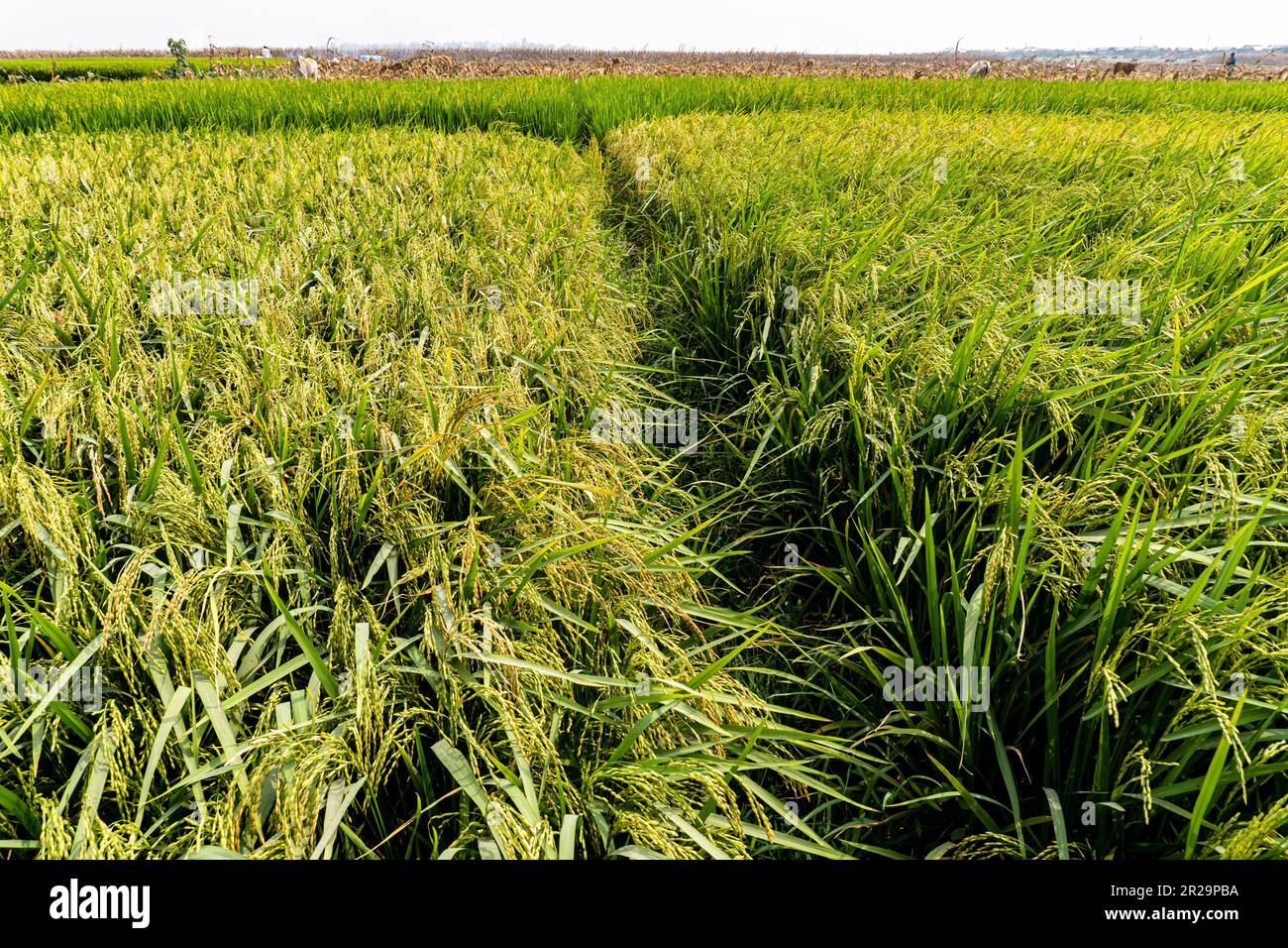Rizières sur fond vert. Zone agricole dans le nord du Bangladesh. Paddy du Bangladesh Banque D'Images