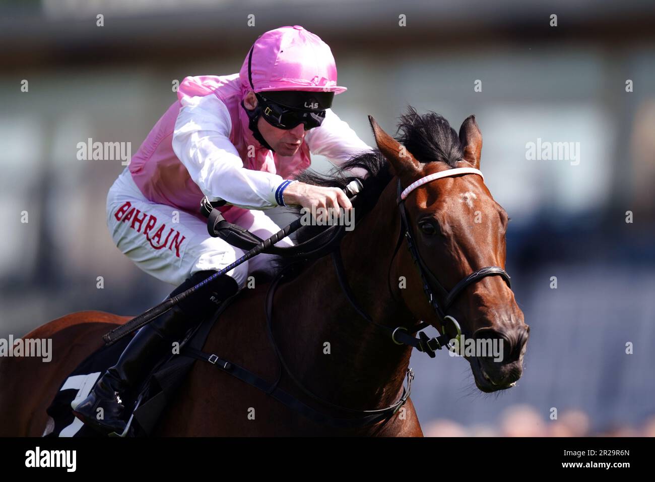 Photo du dossier datée du 03-05-2023 de la Reine pour vous, prise par Robert Havlin. Queen for You a créé une grande impression en marquant ses débuts à Ascot, mais fait maintenant face à un véritable combat pour porter la couronne à York vendredi, alors qu'une troupe stellaire s'est assemblée pour les piquets des Oaks Farm stables de Fillies. Date de publication : jeudi 18 mai 2023. Banque D'Images