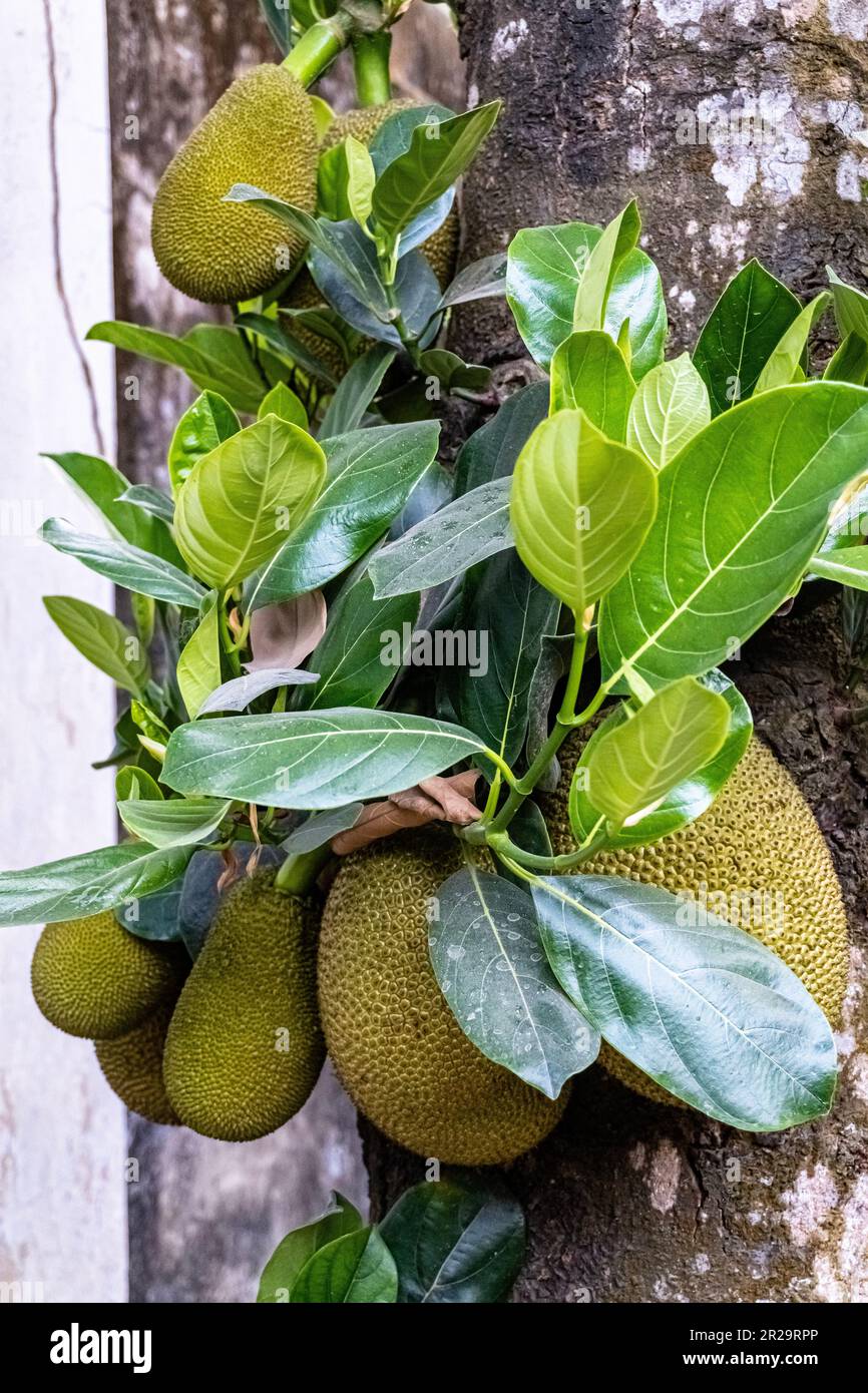 Un bouquet de fruits Jack dans l'arbre. Fruits tropicaux verts dans l'arbre. Ce nom scientifique de fruits est Artocarpus heterophyllus Banque D'Images