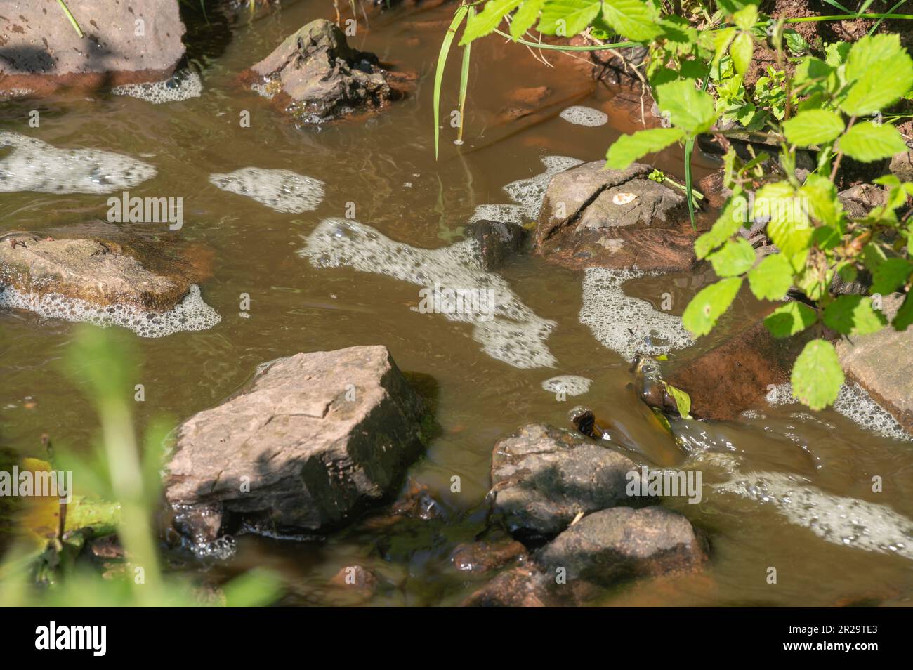 Cours d'eau pollué par des effluents de ferme créant de la mousse et une décoloration brune, Carmarthenshire, pays de Galles, Royaume-Uni Banque D'Images