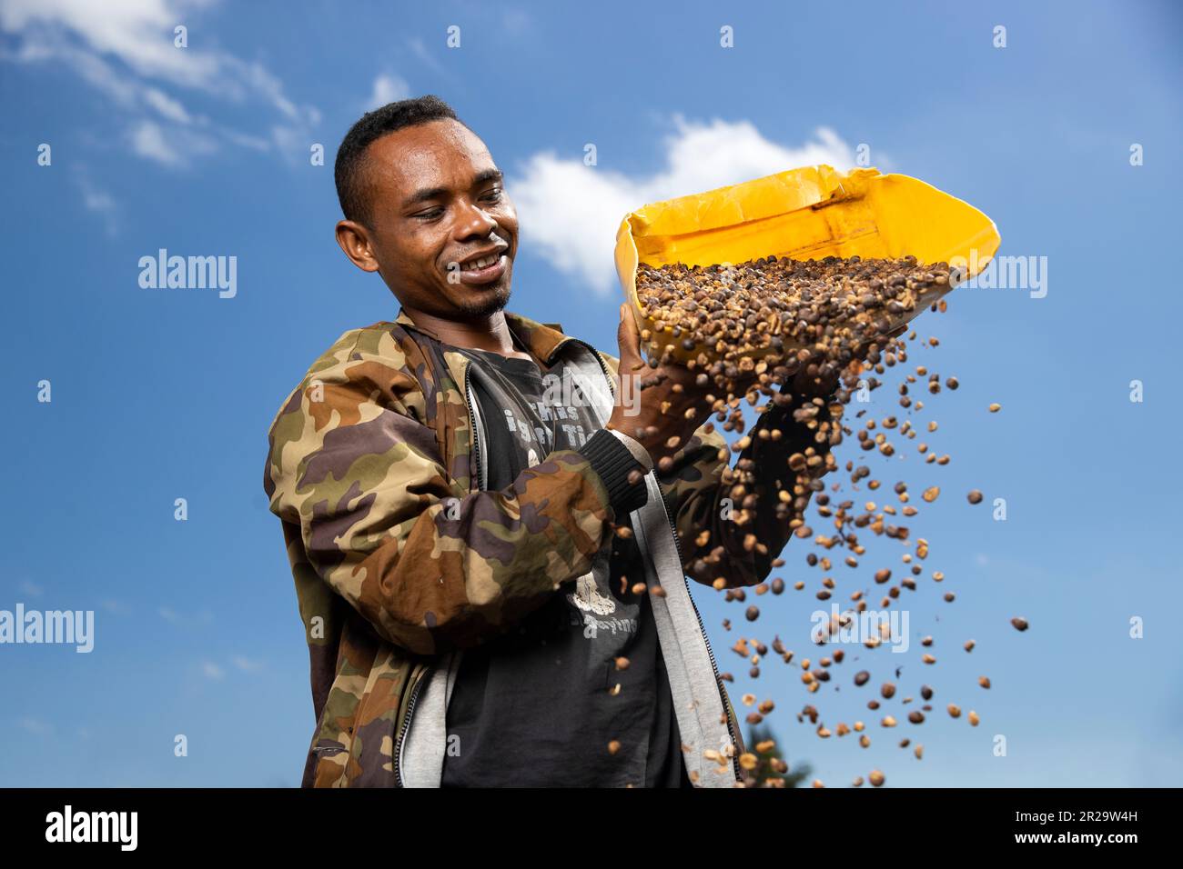 Un Timorais de Railaco qui fait des grains de café sous le soleil. Banque D'Images