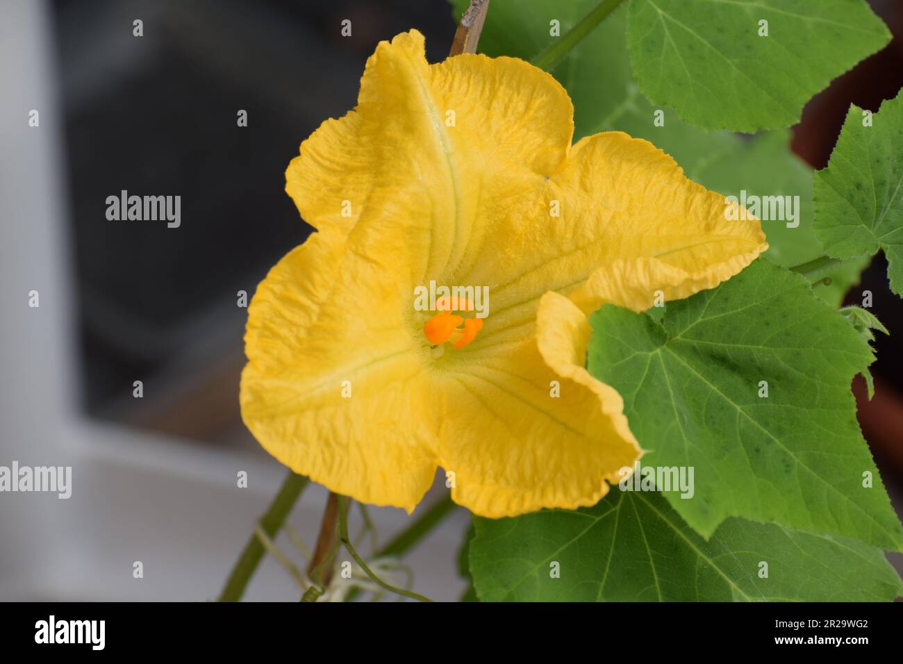 Fleur de citrouille de noyer cendré Banque D'Images