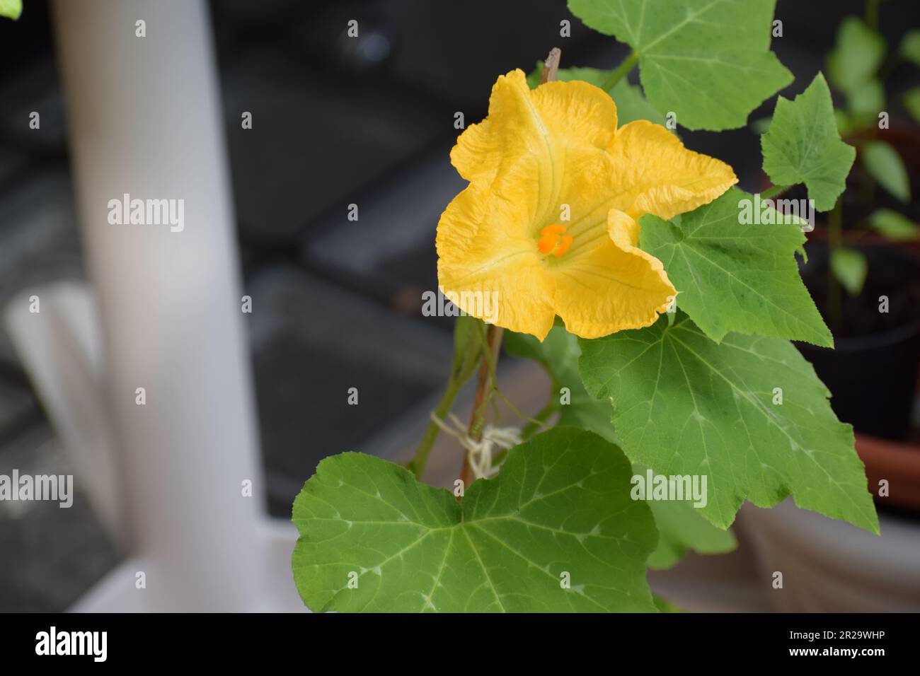 Fleur de citrouille de noyer cendré Banque D'Images