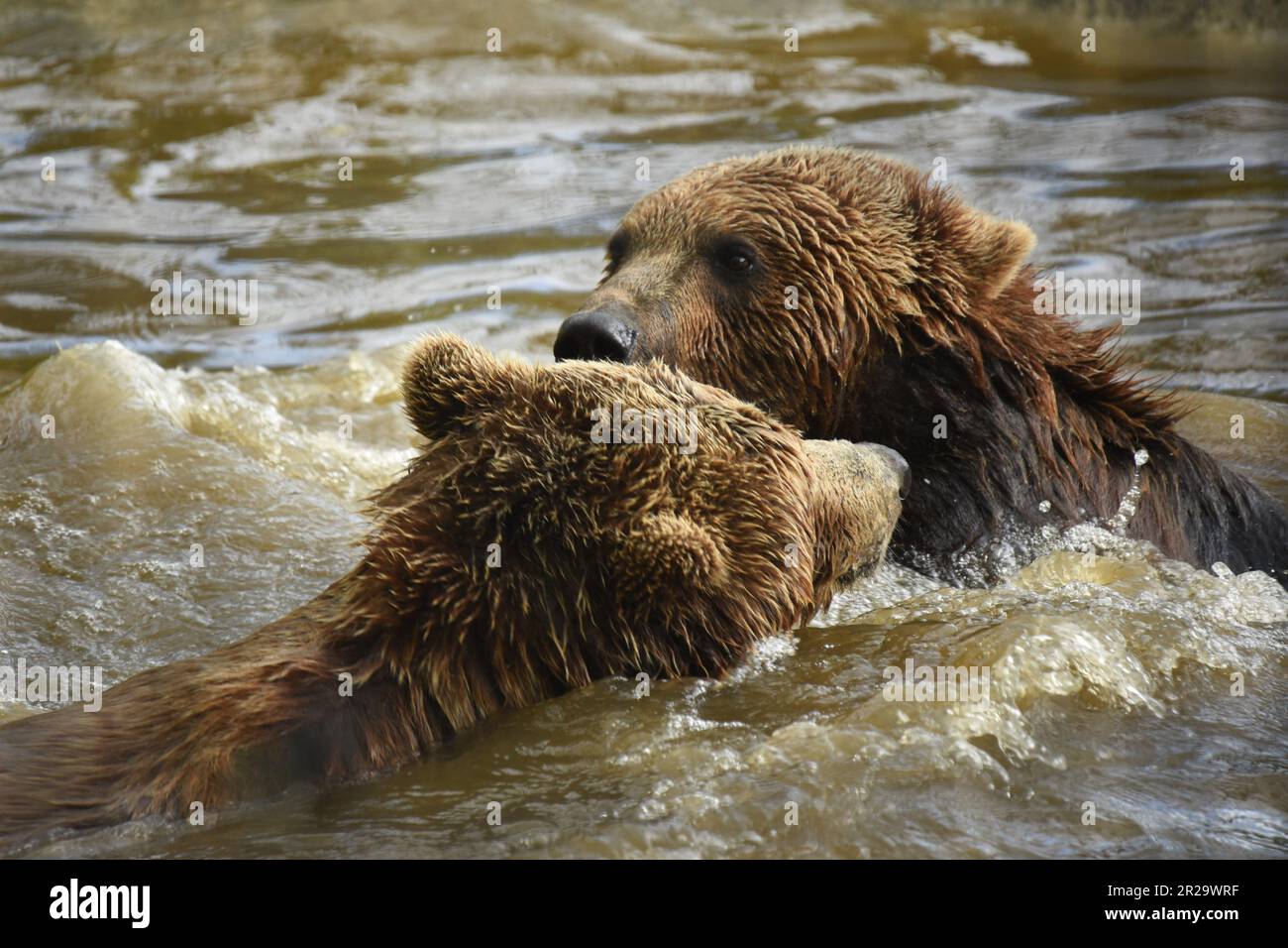 Ours brun européen, Port Lympne, Kent, réserve d'animaux, nage avec les ours, ours mouillés, Banque D'Images