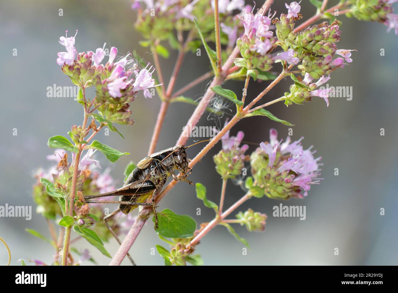 Le cricket commun du Bush ( Pholidoptera griseoaptera ) sur une plante Banque D'Images
