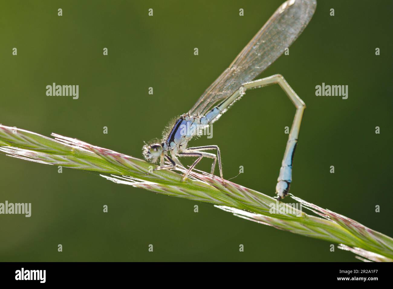 La mouche à queue bleue (Ischnula elegans) repose sur l'herbe, sur fond flou. Banque D'Images