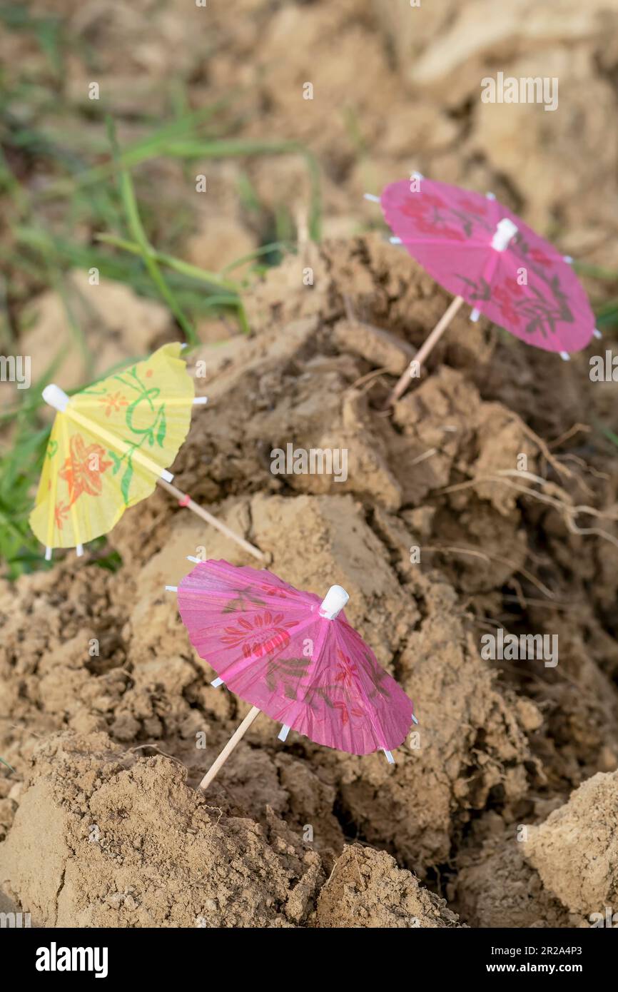 Trois parapluies en papier coloré poussent de la terre labourée et sèche Banque D'Images